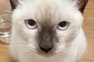 「白かったからおもちって名前にしたのに」子猫の時とは大違い「お餅は焦げるものだから」 - まいどなニュース