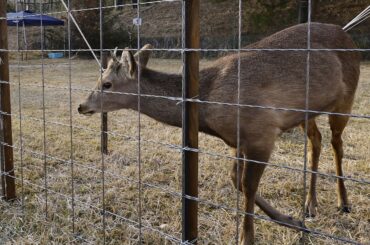 大阪市で保護のシカ、新天地は大阪・能勢の温泉施設 跳ねて元気よく - 日本経済新聞