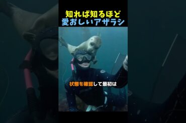 知れば知るほど愛おしいアザラシ🦭 #感動する話 #動物動画 #動物