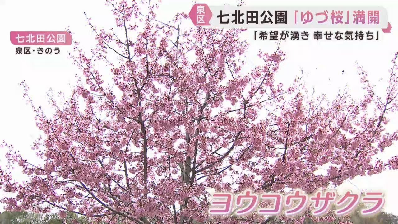 ゆづ桜が満開 国内外から羽生結弦さんのファンが訪れる 仙台・泉区