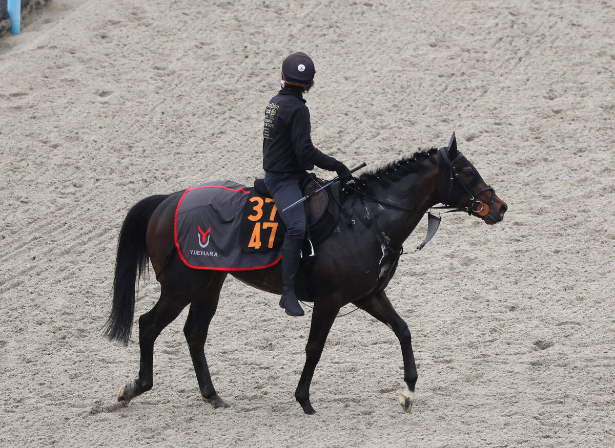 馬トク激走馬に計算されたリゾートアイランド