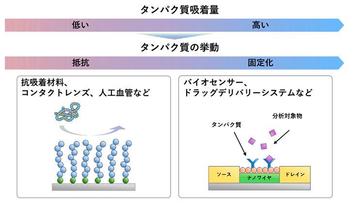 バイオ界面におけるタンパク質吸着・結合現象とその応用例の図