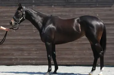 【桜花賞】リリージョワ　均整の取れた流麗な体　首差しとトモの筋肉も発達 - スポニチ Sponichi Annex ギャンブル