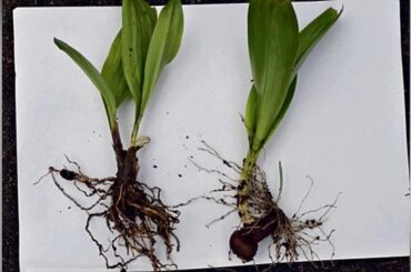 庭に生えていた有毒植物「イヌサフラン」を誤って食べた７０代女性が死亡…ギョウジャニンニクと取り違えたか - 読売新聞