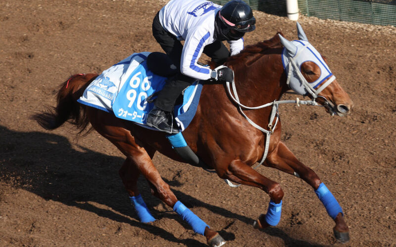 馬トク激走馬に計算されたウォーターリヒト