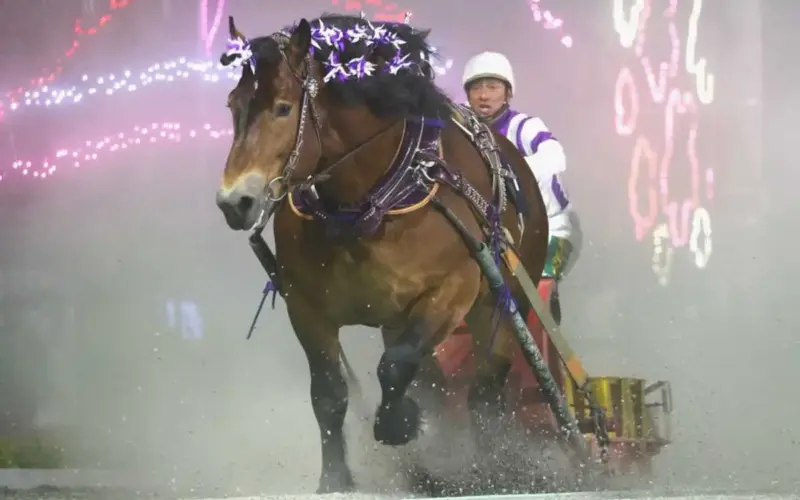 【ばんえい十勝オッズパーク杯】メムロボブサップ重賞28勝目　阿部武臣「お尻がざわざわしました」 - スポニチ Sponichi Annex ギャンブル