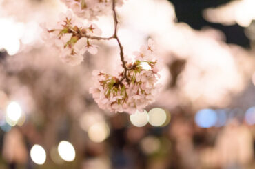 満開の夜桜見物にぎわう 上越市の高田城址公園観桜会 - joetsutj.com