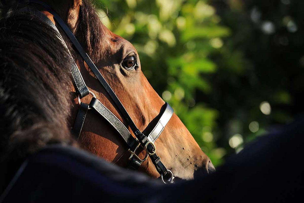 【日本ダービー/危険な人気馬】出世レースの勝ち馬が“惜敗”繰り返す現代競馬 「血統+馬格」が示す距離適性にも疑問符 【日本ダービー/危険な人気馬】出世レースの勝ち馬が“惜敗”繰り返す現代競馬 「血統+馬格」が示す距離適性にも疑問符