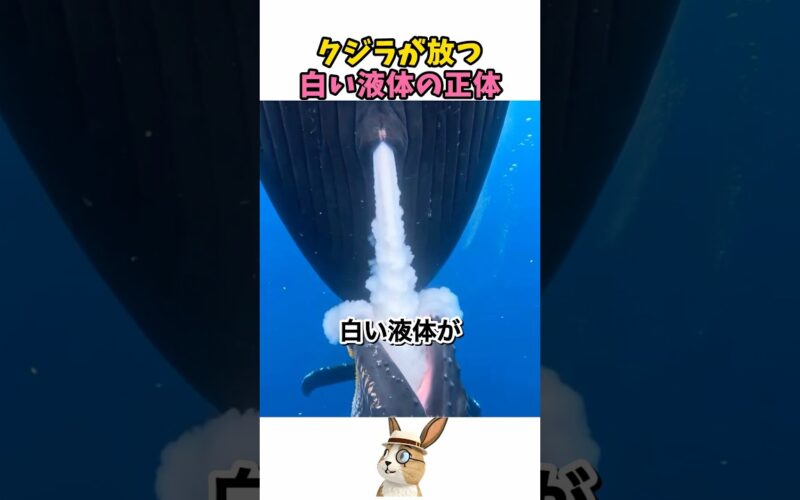 クジラが海の中で授乳する方法
