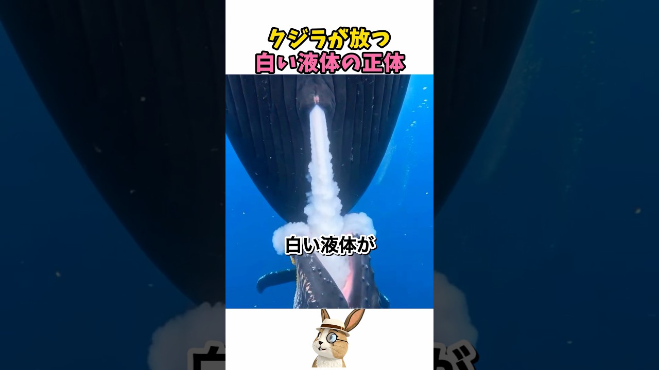 クジラが海の中で授乳する方法
