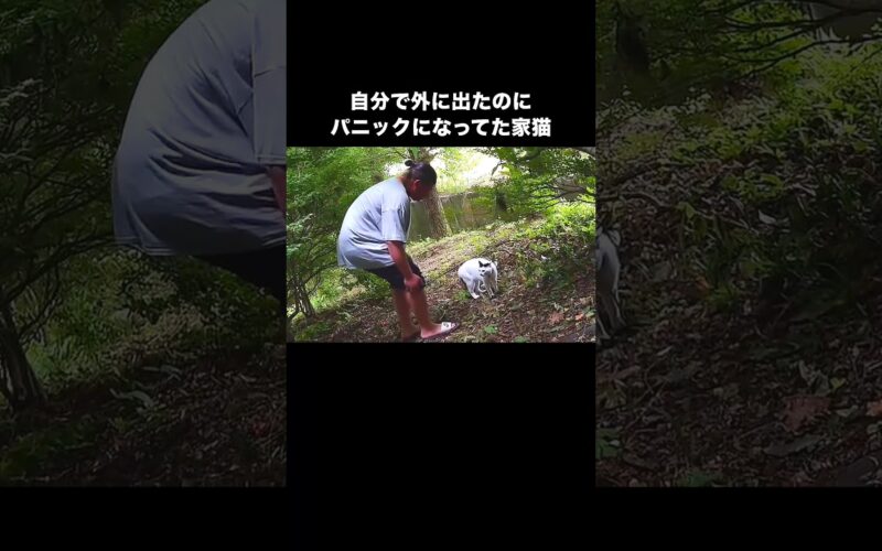 自分で外に出てパニックになって怒ってやっと捕まえた日 #猫 #脱走猫 #家猫 #shorts