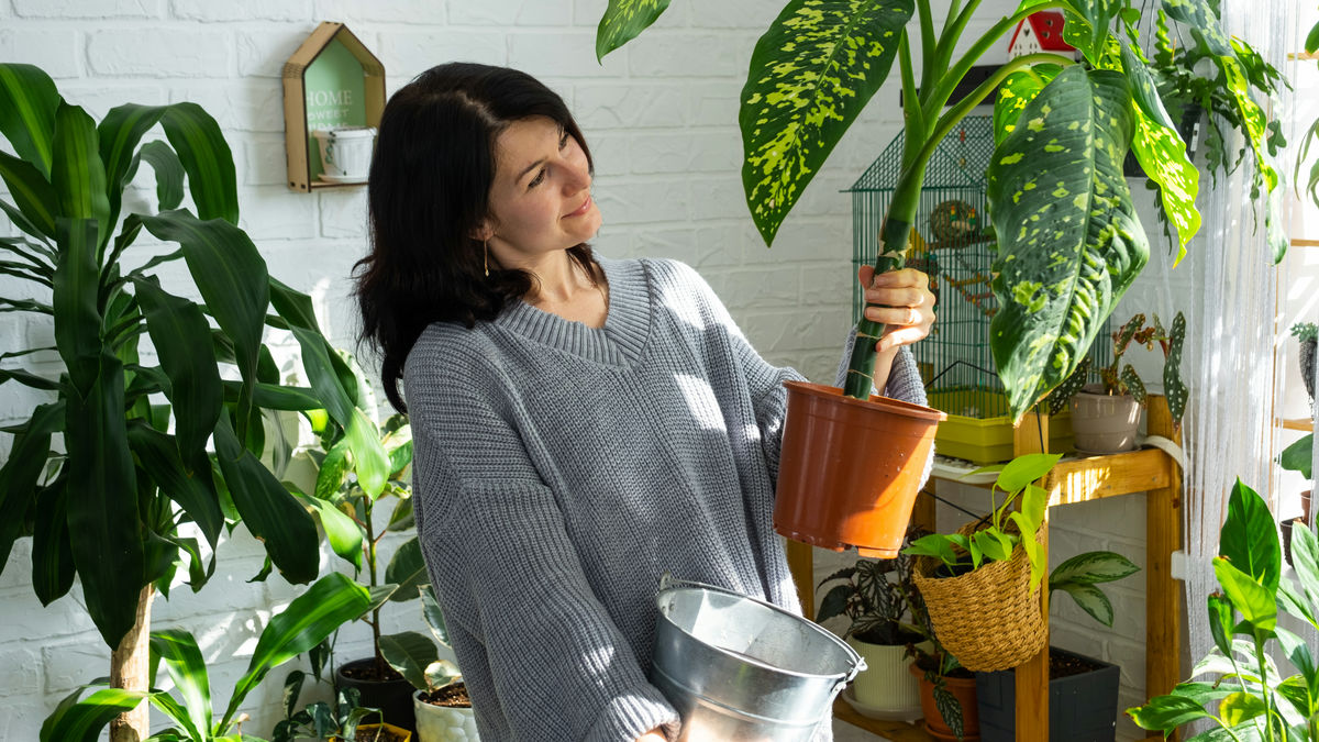 観葉植物が部屋の空気をきれいにしてくれるというNASAの研究には誤解が含まれているという指摘 - GIGAZINE