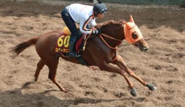 スターアニスが順調な仕上がり 競馬のオークス追い切り | 全国のニュース | 福井新聞ONLINE