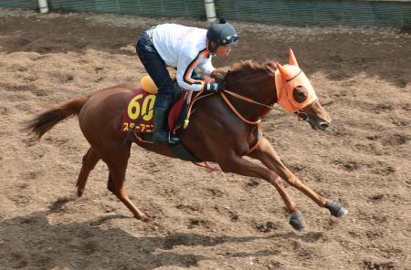 スターアニスが順調な仕上がり 競馬のオークス追い切り | 全国のニュース | 福井新聞ONLINE