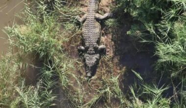ワニに食べられた人物の遺体、川からワニごとヘリで引き上げ収容。ヘリから吊り下がった警察官が川から確保（南アフリカ） - Yahoo!ニュース
