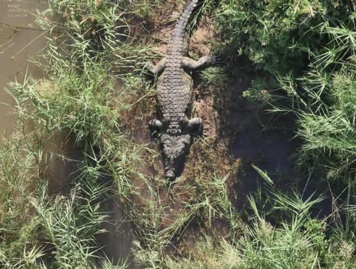 ワニに食べられた人物の遺体、川からワニごとヘリで引き上げ収容。ヘリから吊り下がった警察官が川から確保（南アフリカ） - Yahoo!ニュース
