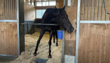 天皇賞・春を2センチ差で制したクロワデュノール　レース翌日は馬房で静養　間宮助手「本当に偉い馬」 - スポニチ Sponichi Annex ギャンブル
