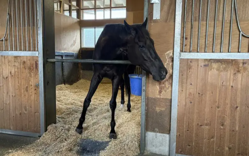 天皇賞・春を2センチ差で制したクロワデュノール　レース翌日は馬房で静養　間宮助手「本当に偉い馬」 - スポニチ Sponichi Annex ギャンブル