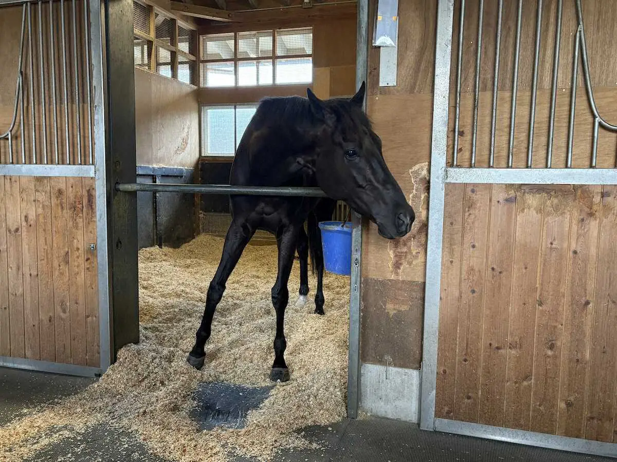天皇賞・春を2センチ差で制したクロワデュノール　レース翌日は馬房で静養　間宮助手「本当に偉い馬」 - スポニチ Sponichi Annex ギャンブル