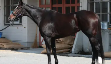 【ヴィクトリアM】カムニャック　毛ヅヤに深みマイルOK　3歳時から馬体さらに進化 - スポニチ Sponichi Annex ギャンブル
