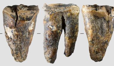ネアンデルタール人が石器を使い虫歯治療か 5万9000年前の歯の化石発見、最古の事例 - 産経ニュース