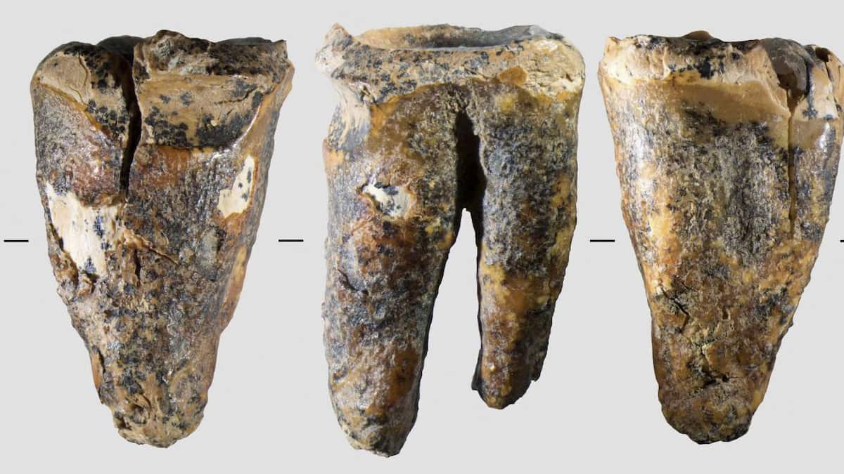 ネアンデルタール人が石器を使い虫歯治療か 5万9000年前の歯の化石発見、最古の事例 - 産経ニュース