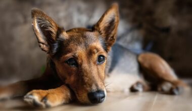 犬が教えてくれる希望・誠実・胸に刻む――AI時代に最も大切な教育要素とは 一ノ瀬正樹「犬儒派宣言」と「人獣協創」の精神文化(1/5) | JBpress (ジェイビープレス)
