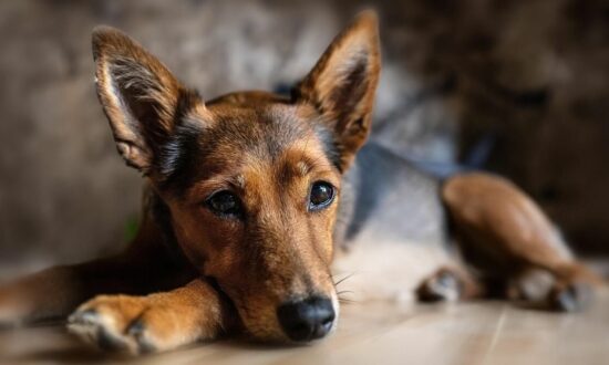 犬が教えてくれる希望・誠実・胸に刻む――AI時代に最も大切な教育要素とは 一ノ瀬正樹「犬儒派宣言」と「人獣協創」の精神文化(1/5) | JBpress (ジェイビープレス)