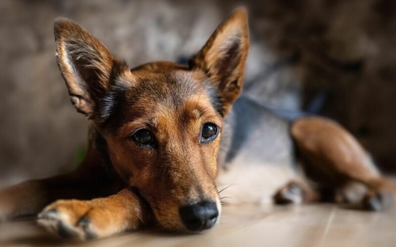 犬が教えてくれる希望・誠実・胸に刻む――AI時代に最も大切な教育要素とは 一ノ瀬正樹「犬儒派宣言」と「人獣協創」の精神文化(1/5) | JBpress (ジェイビープレス)