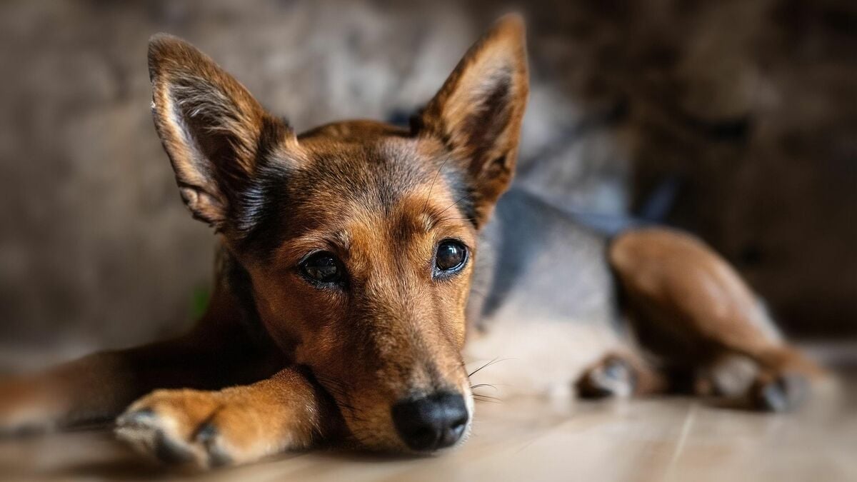 犬が教えてくれる希望・誠実・胸に刻む――AI時代に最も大切な教育要素とは 一ノ瀬正樹「犬儒派宣言」と「人獣協創」の精神文化(1/5) | JBpress (ジェイビープレス)