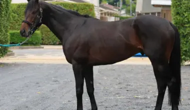 【宝塚記念】ミュージアムマイル　光馬体　トウショウボーイ以来49年ぶり年明け初戦Vできる輝き - スポニチ Sponichi Annex ギャンブル