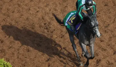 23年若駒Sの勝ち馬マイネルラウレア引退　今後は乗馬に - スポニチ Sponichi Annex ギャンブル