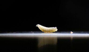生肉食べる寄生バエの幼虫、米テキサス州の子牛から確認 食料生産に重大脅威か(1/2) - CNN