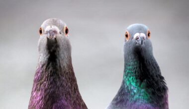 ハトの磁気コンパスを発見か、なんと肝臓の免疫細胞の可能性 | ナショナル ジオグラフィック日本版サイト
