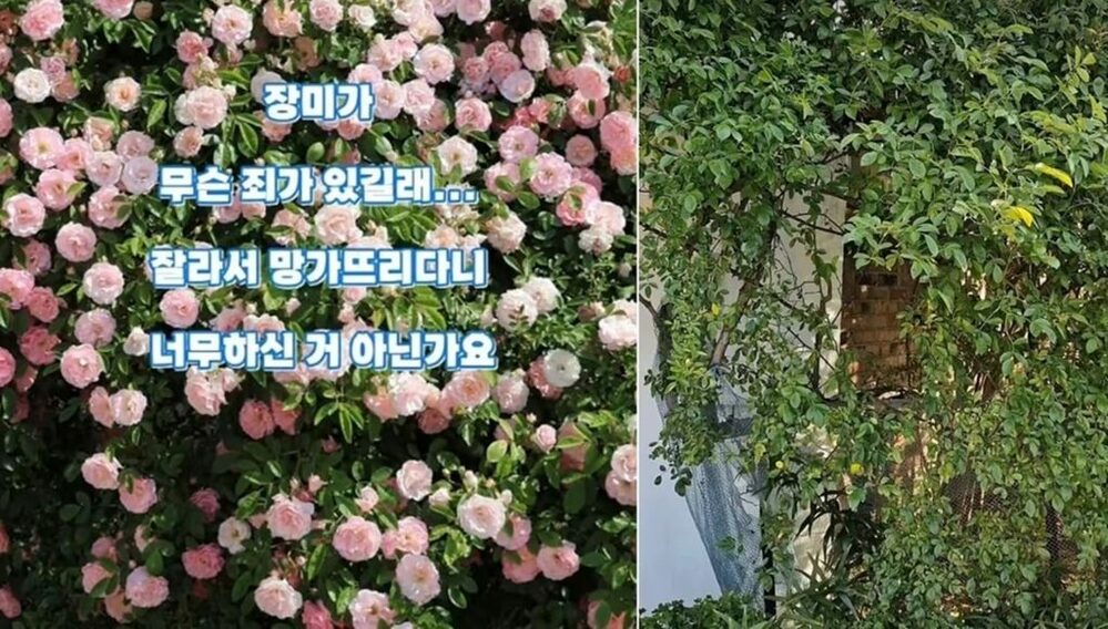 塀いっぱいの美しいバラが一夜にして無残な姿に…韓国・善意の庭園を荒らした若者2人組にネットから非難殺到　写真枚　国際ニュース：AFPBB News