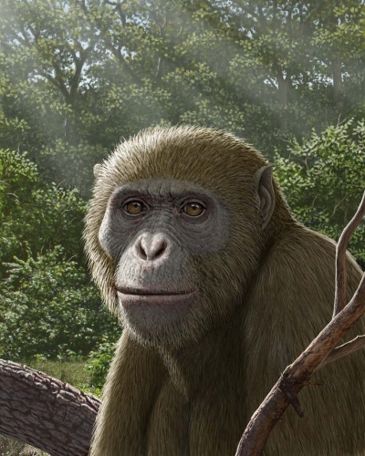 北アフリカで初めて、類人猿の化石が見つかった。これはその類人猿「Masripithecus moghraensis(マスリピテクス・モグラエンシス)」の復元図。発見された化石は、約1800万年~1700万年前のものと推定されている。(MAURICIO ANTÓN)