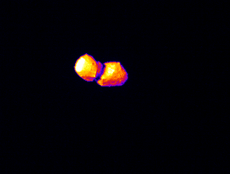 中間赤外カメラ（TIR）によって撮影された小惑星「トリフネ」