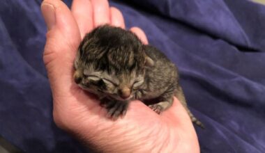 二つの顔を持って生まれた子猫、3日後に死ぬ　20年米オレゴン州 - CNN.co.jp