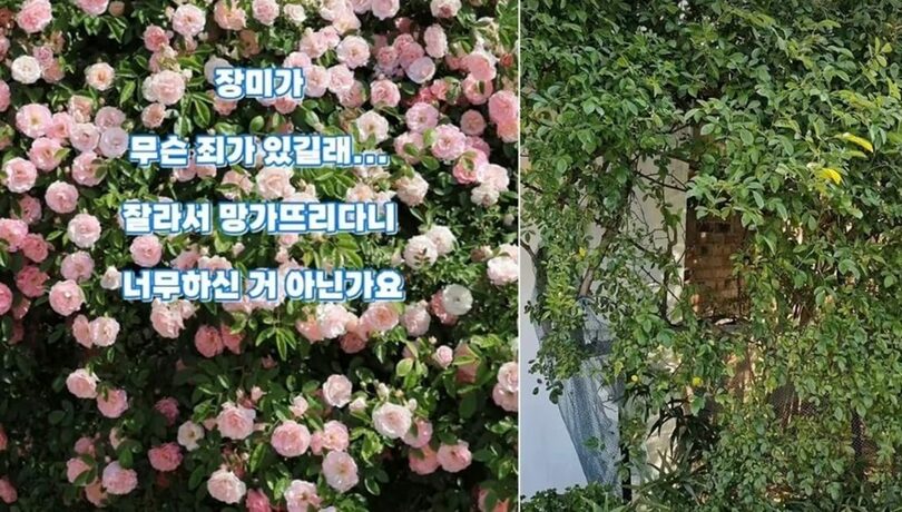 SNS「青いバラ庭園」より(c)news1