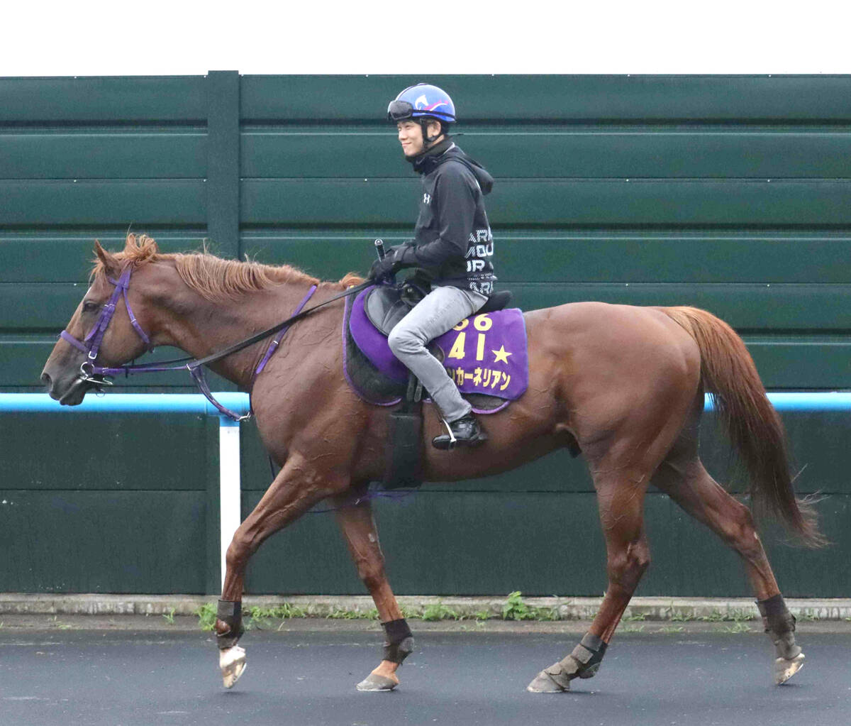 馬トク激走馬に計算されたウインカーネリアン（カメラ・水納愛美）