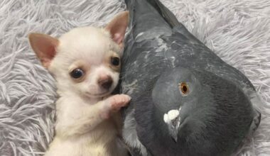 飛べないハトと歩けない子犬が仲良しに、寄り添う姿で世界を魅了　20年米 - CNN.co.jp