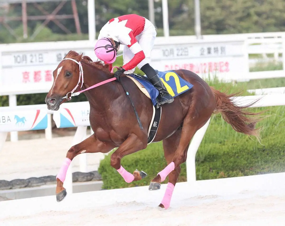 【阪神アーバン競馬プレーバック】マミーユウガがデビュー2連勝　今後は園田ジュニアカップ目指す - スポニチ Sponichi Annex ギャンブル